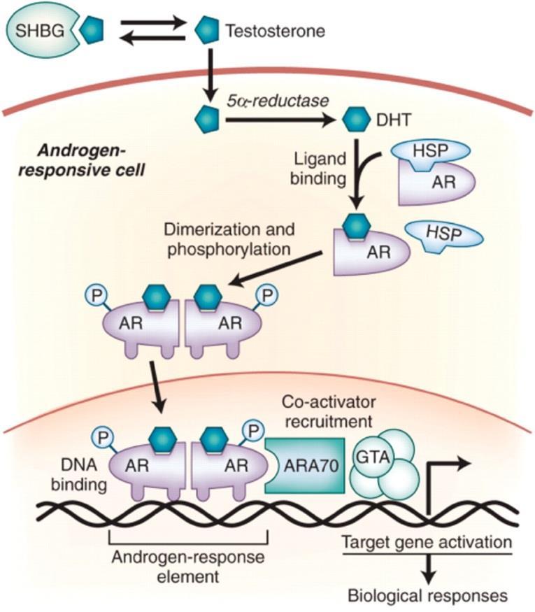 ANDROGENY testosteron endogenní