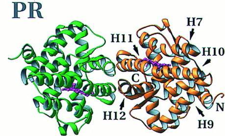 ale PROGESTERON hypothalamus: GnRH adenohypofýza: FSH, LH vaječníky: progesteron progesteron