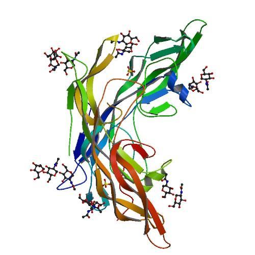 THYROTROPIN Hypothalamus: TRH ( thyrotropin-releasing hormone ) Adenohypofýza: TSH (thyrotropin, thyroidstimulating