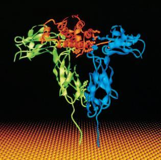 RŮSTOVÝ HORMON (SOMATOTROPIN) Receptor: spřažený s enzymem tyrosinkinázou: JAK-STAT signální cesta + nepřímý efekt (IGF-1) Hypothalamus: GHRH ( growth hormone-releasing hormone