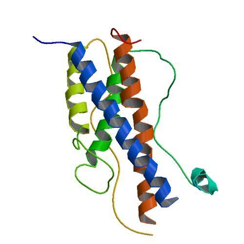 PROLAKTIN (PRL) Hypothalamus: dopamin dopamin v hypothalamu = prolaktinu v adenohypofýze Hormon: heterogenní