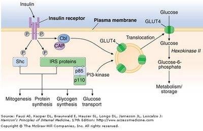 HORMONY PANKREATU: INSULIN Receptor: spřažený s enzymem (tyrosinkinázou) transportéry GLUT4 z intracelulárních