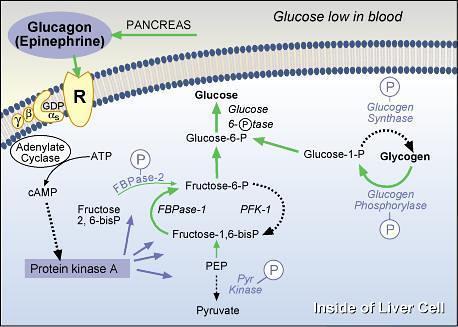 HORMONY PANKREATU: GLUKAGON syntéza: - a buňky Langerhansových