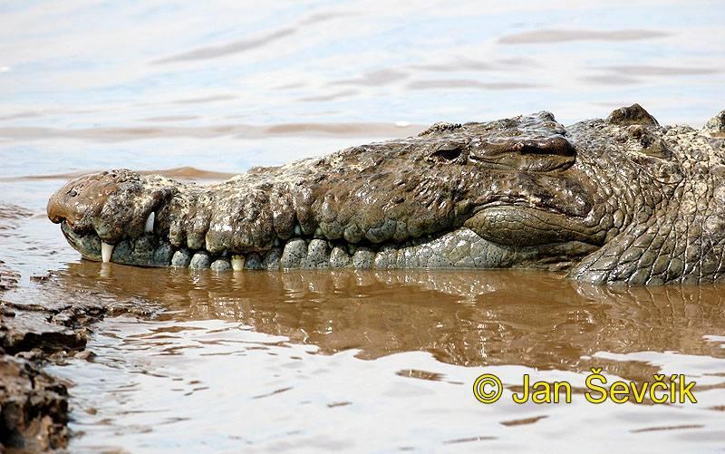 KROKODÝLI - pokryv těla: rohovité štíty, kostěné desky - plavou pomocí silného