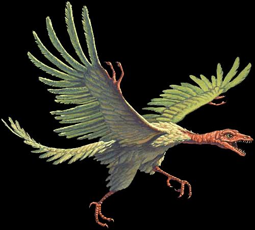6. PTÁCI - z dinosaurů (prapták archeopteryx) - teplokrevní (asi 42 C) - tělní pokryv peří: