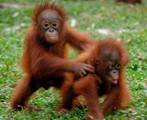 Africe a Asii, většinou noční zvířata s velkýma očima, často místo nehtů drápy lemur