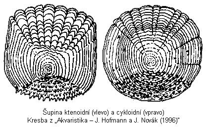 Rybí pásma: Pstruhové