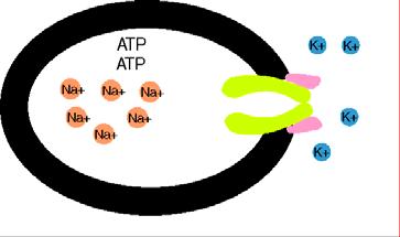 Oboustranný vztah inzulin K + Inzulinový receptor vzestup intracelulárního K + reguluje sekreci inzulinu -senzitivní K + kanály (viz p edešlý obrázek) inzulin snižuje extracelulární K + stimulací Na