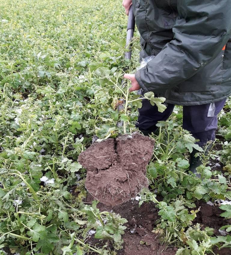 Nejvyšší hmotnost sušiny nadzemní biomasy 2,82 t/ha založeného půdo-pokryvného porostu hořčice byla zjištěna před zimou na M3 variantě vývoje s nízkou agresivitou zavlačování osiva prutovými sekcemi