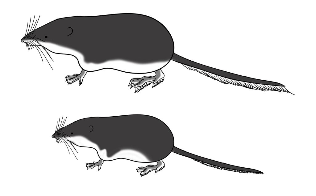 Rejskovití (Soricidae) Rejsek obecný (Sorex araneus) Jeden z našich nejhojnějších savců. Má typicky tmavší hřbet než spodní stranu těla a ocasu. Ušní boltce jsou velice malé a zcela skryté v srsti.