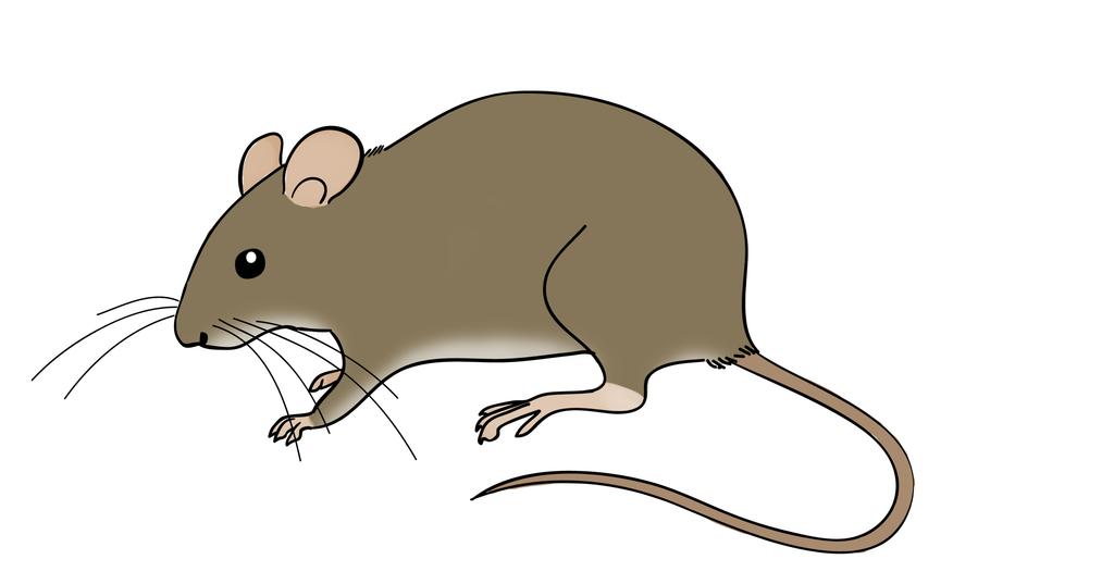 Myši se od myšic liší především menšími ušními boltci, kratšími zadními chodidly a zbarvením. Kůže z ocasu myší nelze stáhnout tak lehce jako u myšic.
