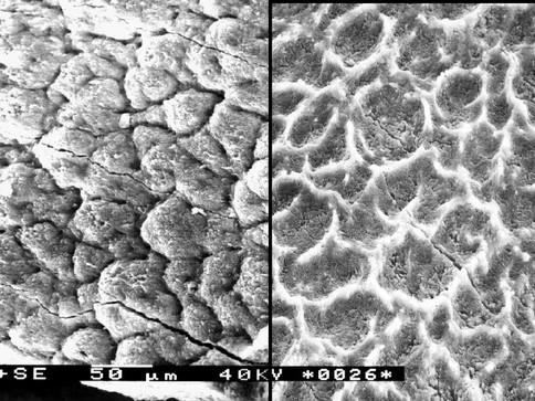 3. Stavba zubu Vznik zubu a spolu s tím funkční dentice je s největší pravděpodobností základ úspěchu v evoluci obratlovců.
