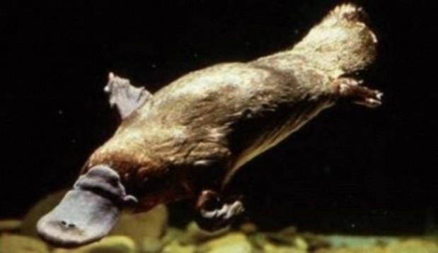 4. Dentice recentních savců Savci mají heterodontní dentici, která obsahuje čtyři základní typy, jež se liší morfologicky i funkčně.