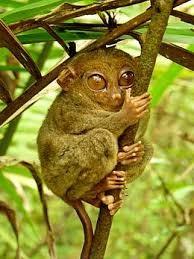 Dvě žijí na území Afriky a Asie: Galagidae (kombovití) a Lorisidae (outloňovití).