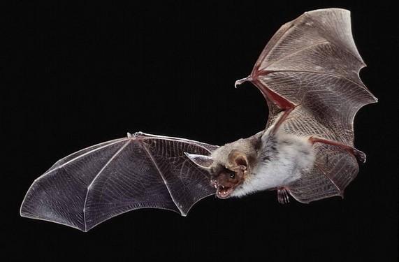 (přísavkovcovití), Furipteridae (kouřovníčkovití), Mystacinidae (zemolezovití) a Phyllostomidae (listonosovití). Většina jejich zástupců je hmyzožravá.