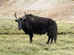 obrázek 19: jak divoký (Bos mutus) www.chovzvirat.cz Bovidae (turovití) a Cervidae (jelenovití). Zubní vzorec mají I0/3, C0-1/1, P2-3/2-3, M3/3.