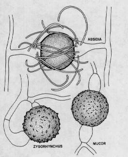 http://www.med.ncku.edu.tw/hsuml/mycology/ 圖片 /Zygospores_of_Mucorales_drawing.jpg výskyt, ekologie: saprofyté půdní, koprofilní aj.