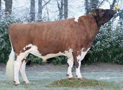 RED Holstein Na první místo se vrací Tocar RED-480. Nástupem nových 80 dcer se navýšil celkový index na hodnotu RZG 136. Tocar je jedním z nejlepších produkčních býků v SRN bez ohledu na barvu.