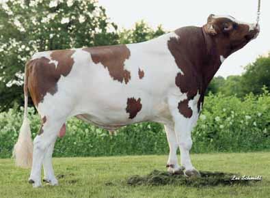 Dcery z opakovaného nasazení potvrzují extrémní mléčnou produkci. První pětici uzavírá mladý býk Kairo (Kian x Lentini RF) RZG 129. Dcery mají plusovou produkci mléčných složek a vyrovnaný exteriér.