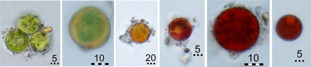 v deaktivaci reaktivních forem kyslíku (ROS), které při stresu z ozáření vznikají (Bidigare et al., 1993; Britton et al., 24; Remias et al., 25; Leya et al., 29).