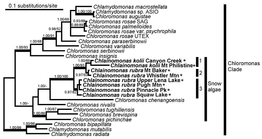 Jejich vegetativní stádia mají čtyři bičíky. Taxonomicky spadá do větve rodu rodu Chloromonas, kde je jako jediný čtyřbičíkatý organimus (obr. 19). Jeho zástupci jsou např.