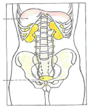 1. ANATOMIE A FUNKCE LEDVIN Ledvina, ren a také nefros má charakteristický fazolovitý tvar. Jde o párový exkreční orgán (párovou žlázu) uložený po obou stranách páteře ve výši 11. hrudního a 3.