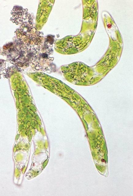 Euglena sp.