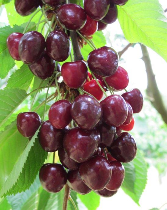 2.4. Popisy vybraných odrůd třešně Amid Vznikla křížením odrůd Kordia a Vic. Chrupka s tmavě červenou barvou slupky plodu. Strom roste středně silně. Habitus koruny je vzpřímený.