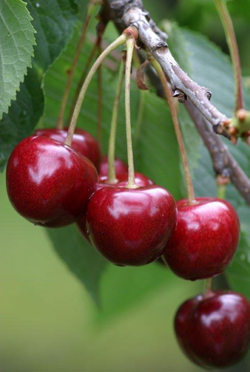 Vanda Vznikla křížením odrůd Van a Kordia. Chrupka s tmavě červenou barvou slupky plodu. Strom roste slaběji. Habitus koruny je vzpřímený. Odrůda kvete raně až středně raně.