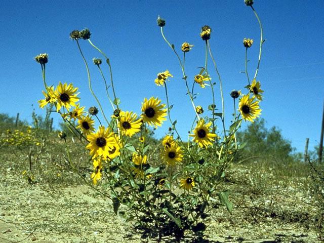 Homoplodní hybridi Helianthus X Helianthus