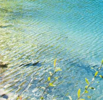 In: Growth and reproductive strategies of freshwater phytoplankton (edited by Sandgren C.D.). Cambridge University Press, 1988, p. 175 226. [7] REYNOLDS, C.S. Phytoplankton designer or how to predict compositional response to trophic state change.