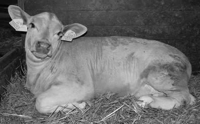 KATEDRA OBECNÉ ZOOTECHNIIKY A ETOLOGIIE 21 370 Katedra obecné zootechniky a etologie zajišťuje výuku na všech fakultách ČZU v Praze.