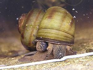 Řád: Mesogastropoda Čeleď: Viviparidae bahenkovití Viviparus (bahenka) má velké (3-5 cm) zavalitě kuţelovité tenkostěnné ulity, hnědozelená ulita se 3 podélnými, červenavými pruhy.