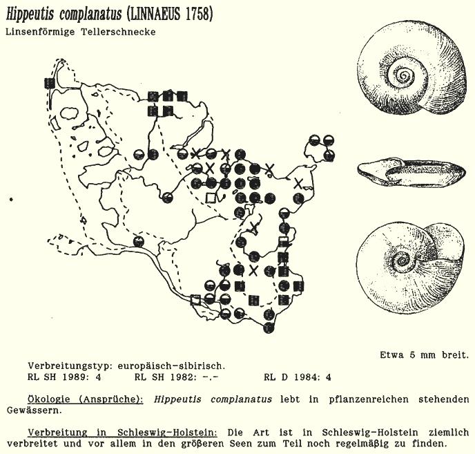 Čeleď: Planorbidae okruţákovití Hippeutis complanatus