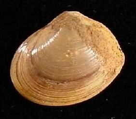 Čeleď: Sphaeriidae - okruţankovití Nestejnostranné schránky: Pisidium sp. Pisidium amnicum (hrachovka říční). Lastury silnostěnné a pevné, 8 11 mm.