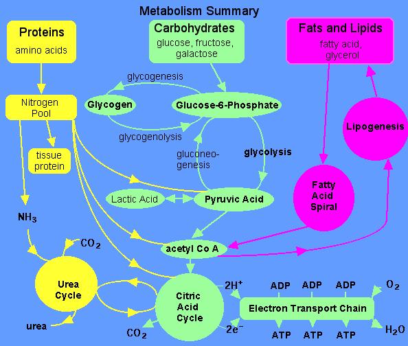 normálního metabolismu makronutrientů