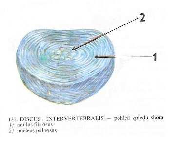 Obrázek č. 2: meziobratlová ploténka Zdroj: Čihák 2001 Spojení bederních obratlů zajišťují také vazy, které spadají do ligamentózního aparátu celé páteře.