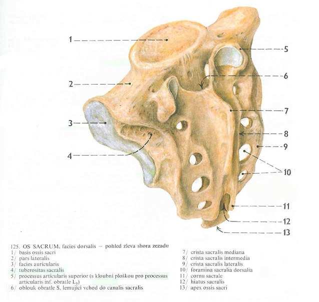 nervů. Na facies pelvina jsou patrné lineae transersae, což jsou spoje jednotlivých sakrálních obratlů a nacházejí se mezi otvory pro míšní nervy.