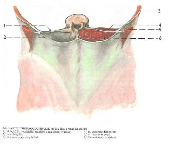 Ke svalům oblasti bederní páteře řadíme i další svaly. Ty které se na ní upínají nebo zde začínají a nebo s ní tvoří funkční celek (m. psoas major et minor, m. gluteus maximus, m. piriformis, m.