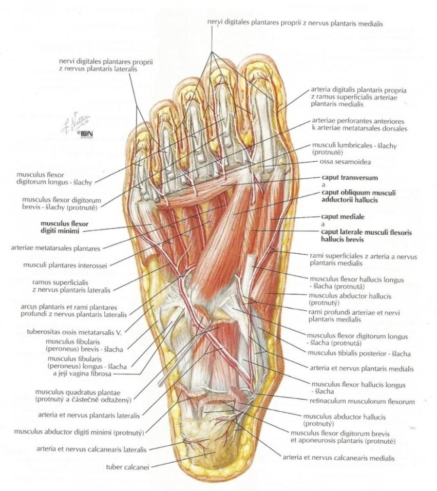 proximálního článku malíku. Překvapivě můžeme u malíku nalézt také musculus opponens, který začíná spolu s krátkým flexorem, upíná se ale k zevnímu okraji 5. metatarsu a k metatarsofalangovému kloubu.