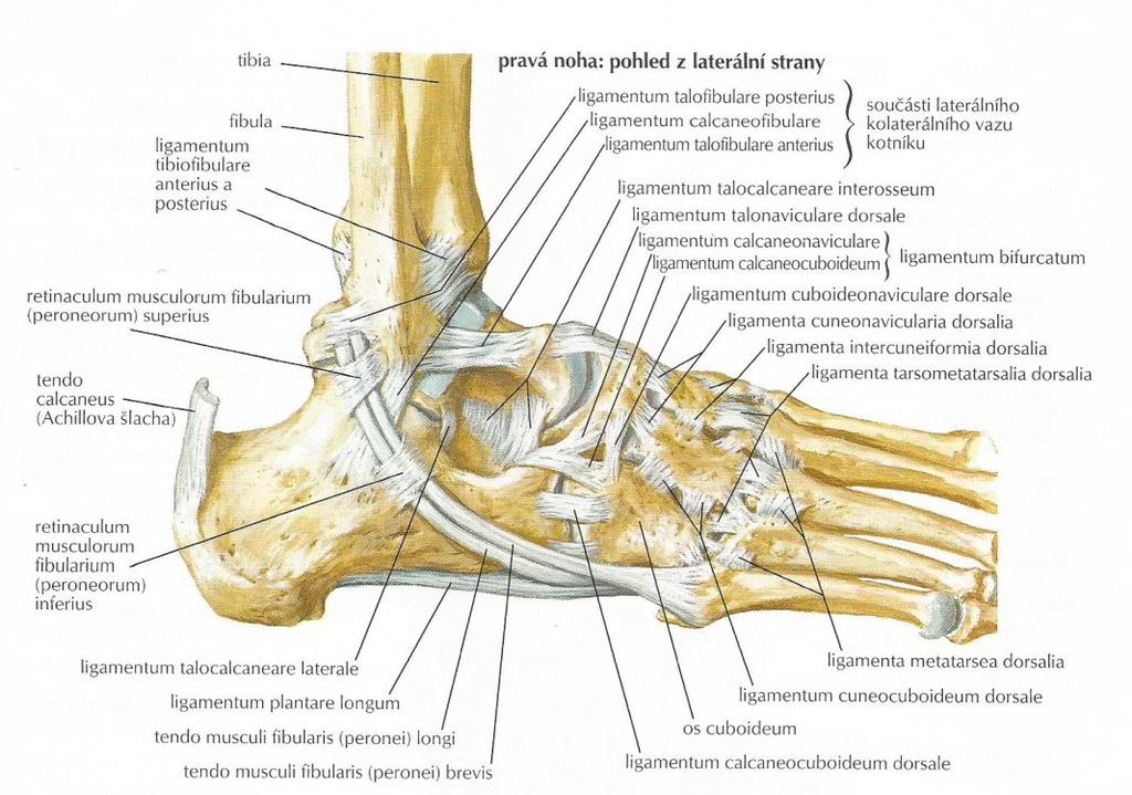 Horní zánártní kloub, tedy kloub hlezenní (art. talocruralis), je kloubem složeným, připomínajícím kloub kladkový.