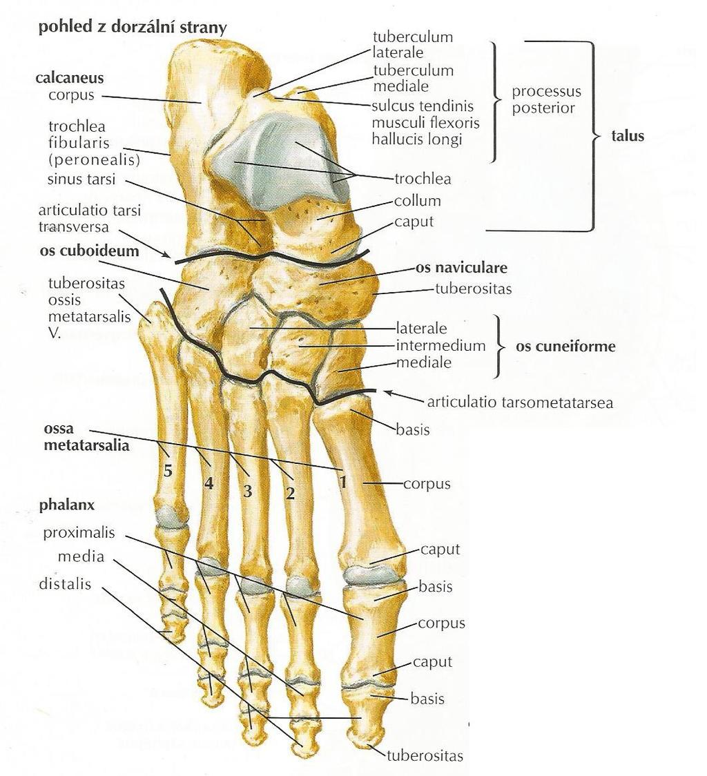 Os cuboideum, kost krychlová, artikuluje proximálně s kostí patní, distálně s 4. a 5. metatarsem a mediálně s os cuneiforme laterale.