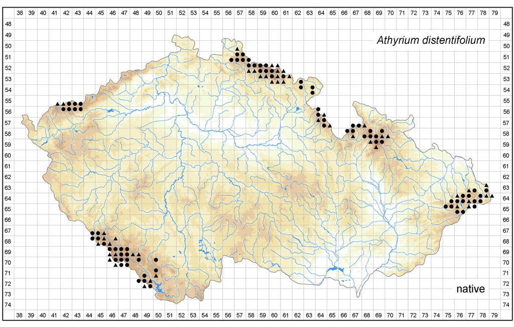 Distribution of Athyrium distentifolium in the Czech Republic Author of the map: Libor Ekrt Map produced on: 12-06-2018 Database records used for producing the distribution map of Athyrium