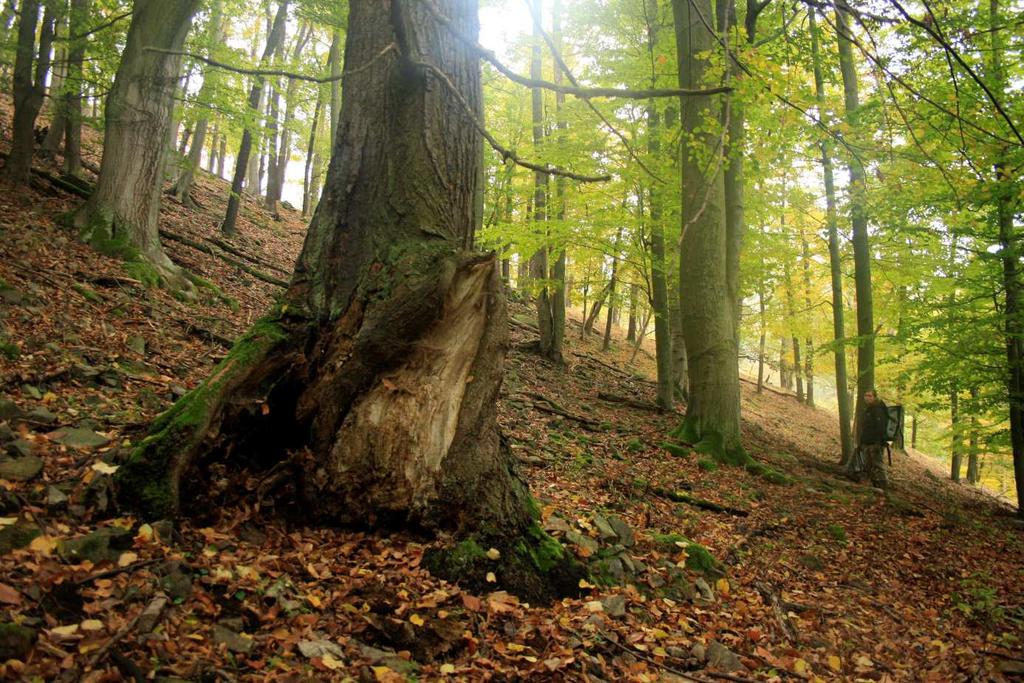 zapojené části porostu s