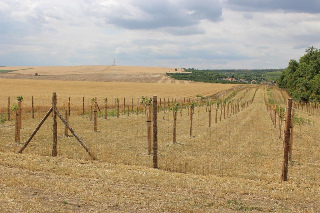 MOŽNOSTI VÝSTUPŮ PROJEKTŮ ZELENÉ INFRASTRUKTURY OP ŽIVOTNÍ PROSTŘEDÍ