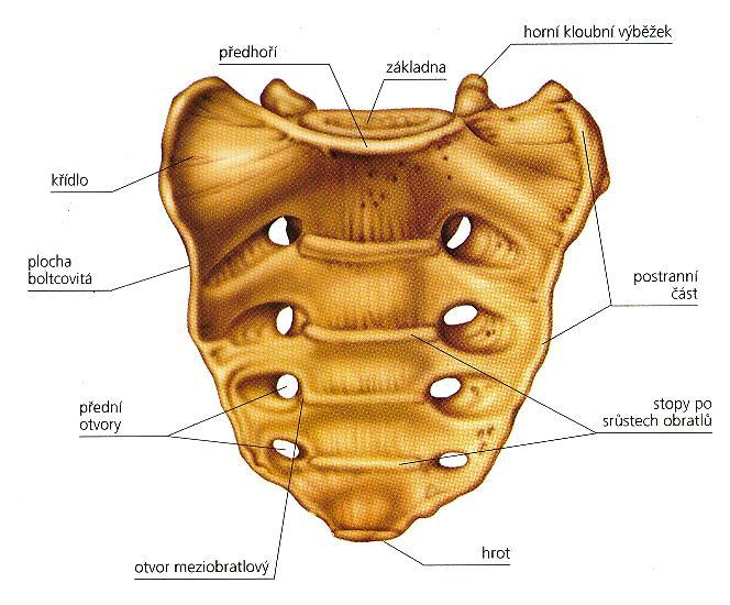 3.2.4. Křížové obratle Srůstem křížových obratlů (vertebrae sacrales; zkratkou S1-S5) vzniká kost křížová (os sacrum), která má přibližně trojúhelníkový tvar, jenž se směrem dolů zužuje.