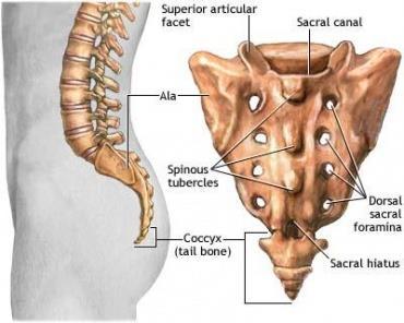 Obrázek 8: Stavba kostrče 8 3.3. Anatomie pánve Pánev (pelvis) se skládá ze dvou pánevních kostí a kosti křížové, na niž navazuje kostrč.