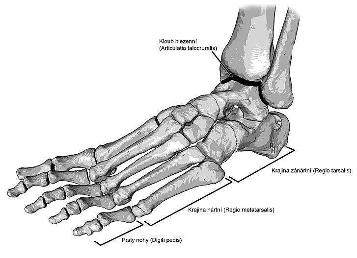 Obrázek 10: Kostra nohy 11 Noha je díky všem výše zmíněným kostem pružný celek, který je příčně i podélně klenutý.