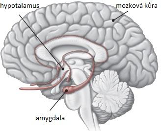 3 EXPERIMENT Cílem experimentu je otestovat efekt fmri neurofeedbacku, kdy je dobrovolník vystaven emočně regulačnímu úkolu, kde velkou roli sehrává oblast mozku zvaná amygdala. 3.