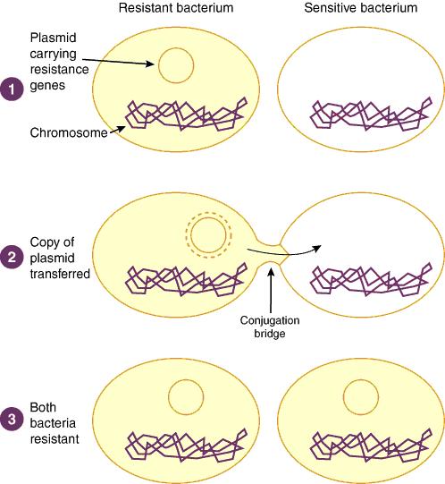 c. Mechanismus působení beta-laktamáz Většina beta-laktamáz využívá reaktivního serinového rezidua v jejich aktivním místě k narušení beta-laktamového kruhu (třída A, C, D dle Amblera).